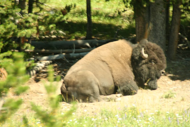 Trip (137).JPG - A buffalo in Yellowstone National Park takes a rest as we drive to our next destination